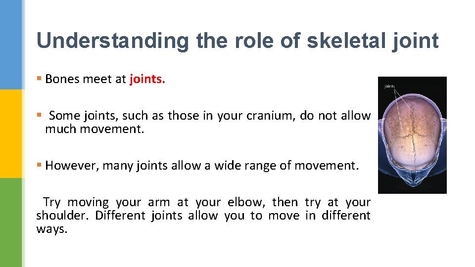 Understanding the role of skeletal joint § Bones meet at joints. § Some joints,