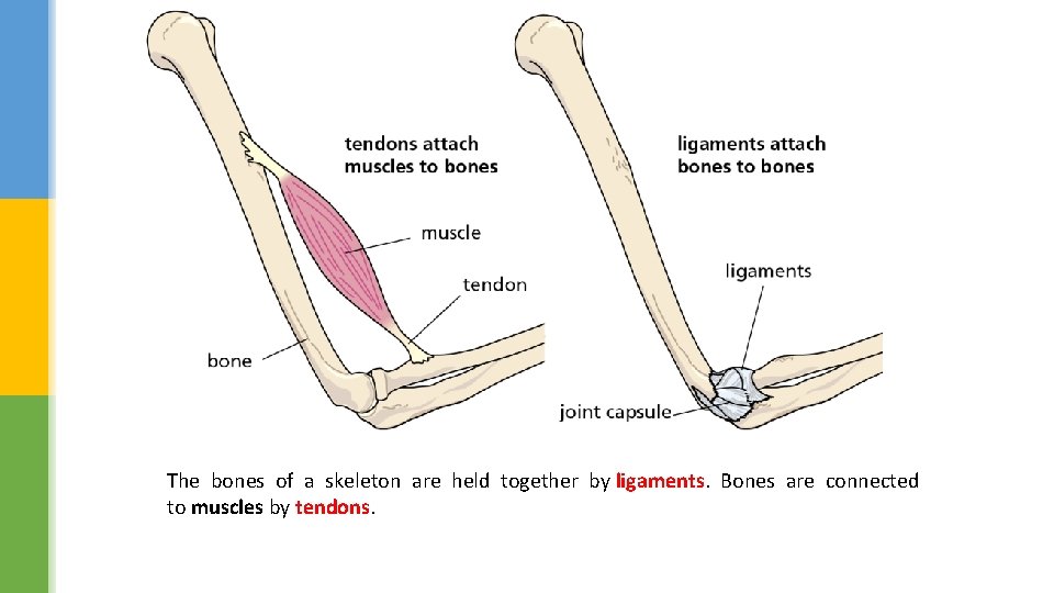 The bones of a skeleton are held together by ligaments. Bones are connected to