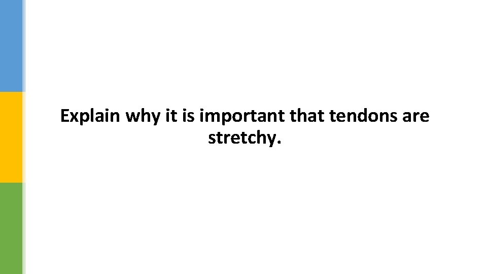 Explain why it is important that tendons are stretchy. 