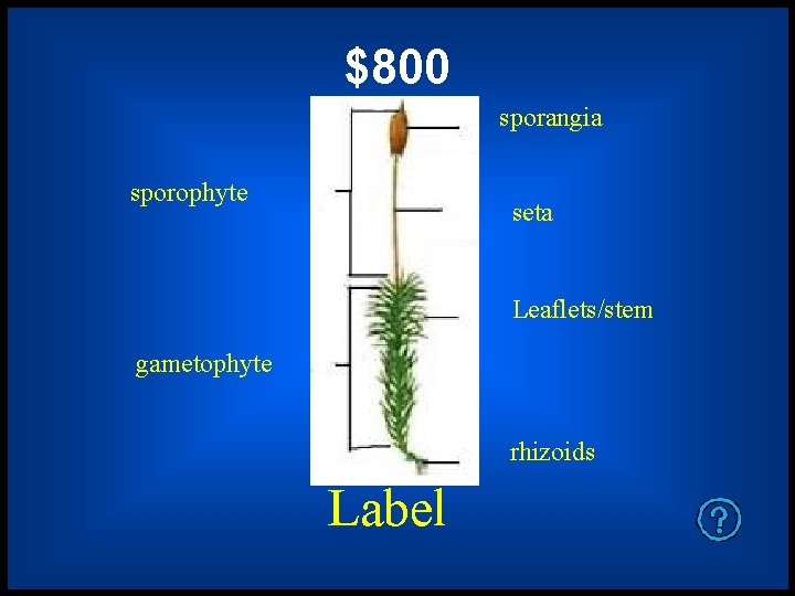 $800 sporangia sporophyte seta Leaflets/stem gametophyte rhizoids Label 