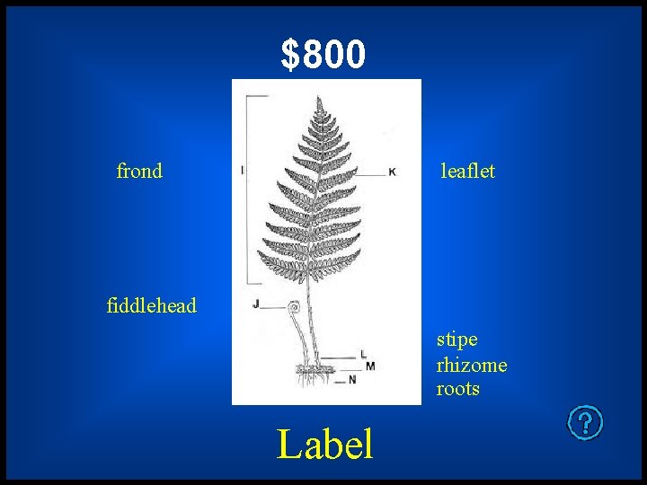 $800 frond leaflet fiddlehead stipe rhizome roots Label 