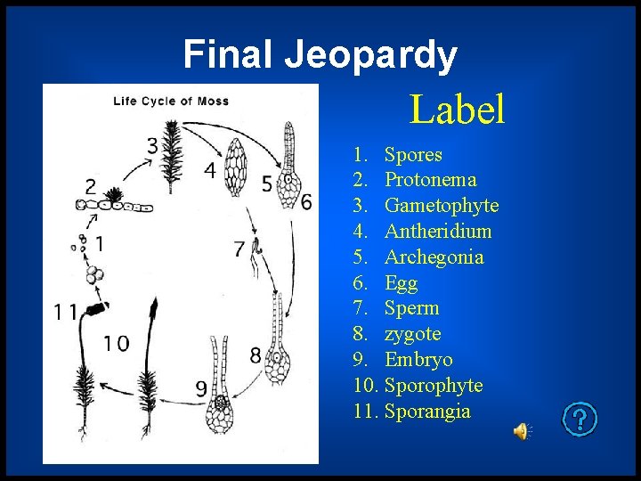 Final Jeopardy Label 1. Spores 2. Protonema 3. Gametophyte 4. Antheridium 5. Archegonia 6.