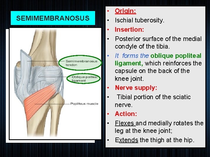 SEMIMEMBRANOSUS • • • Origin: Ischial tuberosity. Insertion: Posterior surface of the medial condyle