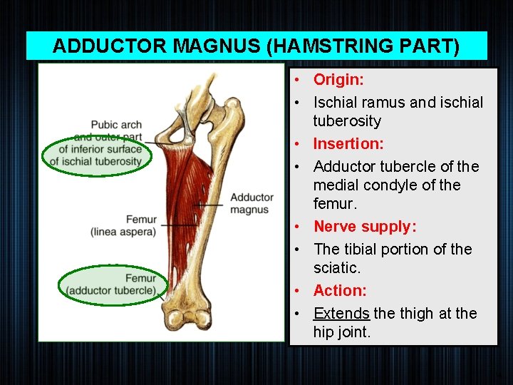 ADDUCTOR MAGNUS (HAMSTRING PART) • Origin: • Ischial ramus and ischial tuberosity • Insertion: