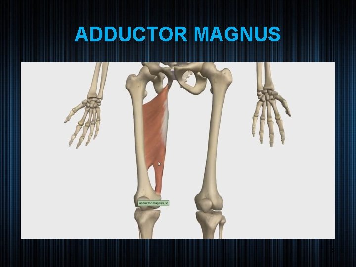 ADDUCTOR MAGNUS 15 