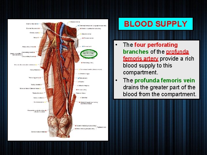 BLOOD SUPPLY • The four perforating branches of the profunda femoris artery provide a