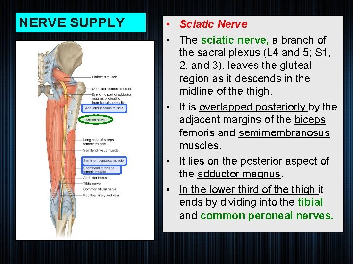 NERVE SUPPLY • Sciatic Nerve • The sciatic nerve, a branch of the sacral