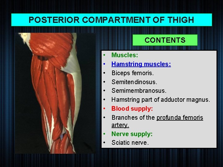 POSTERIOR COMPARTMENT OF THIGH CONTENTS • • Muscles: Hamstring muscles: Biceps femoris. Semitendinosus. Semimembranosus.