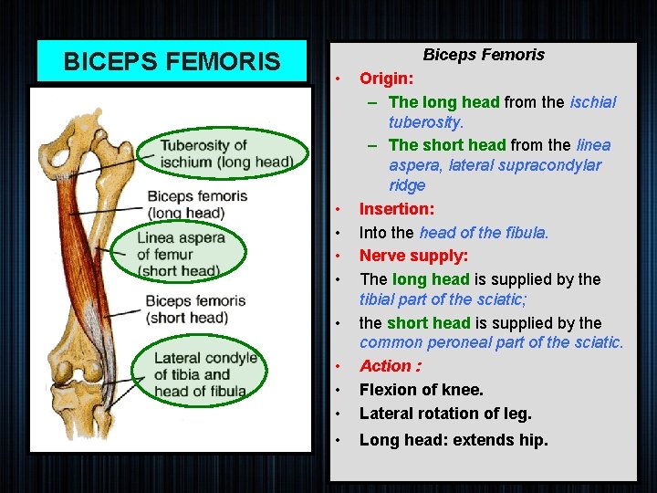 BICEPS FEMORIS Biceps Femoris • • Origin: – The long head from the ischial