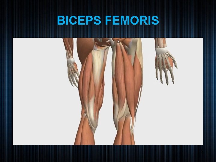 BICEPS FEMORIS 5 