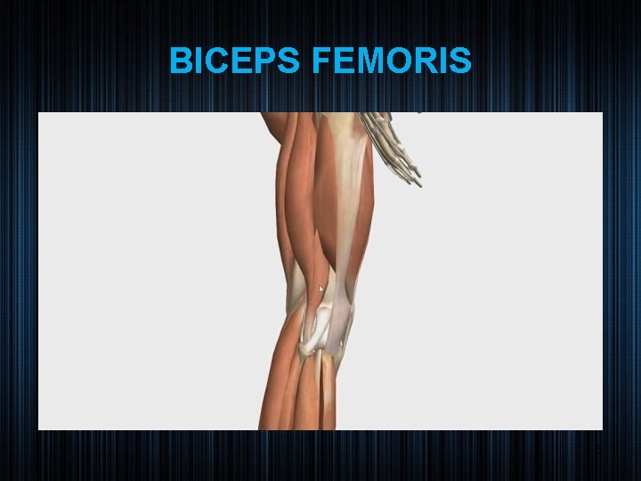 BICEPS FEMORIS 6 