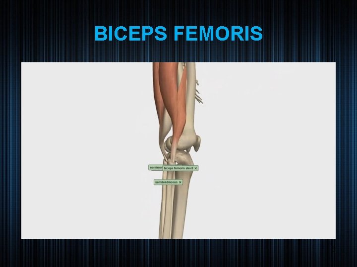 BICEPS FEMORIS 8 