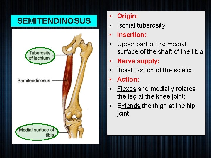 SEMITENDINOSUS • • • Origin: Ischial tuberosity. Insertion: Upper part of the medial surface