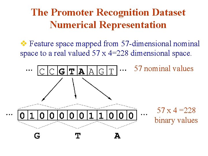 The Promoter Recognition Dataset Numerical Representation v Feature space mapped from 57 -dimensional nominal