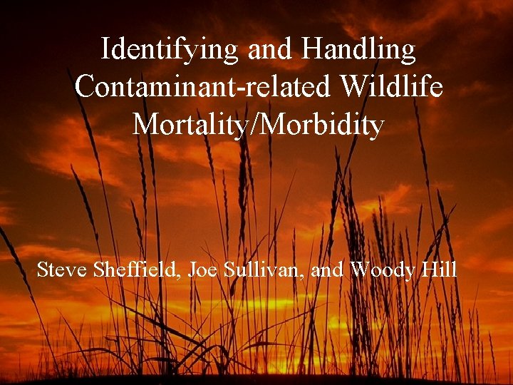 Identifying and Handling Contaminant-related Wildlife Mortality/Morbidity Steve Sheffield, Joe Sullivan, and Woody Hill 