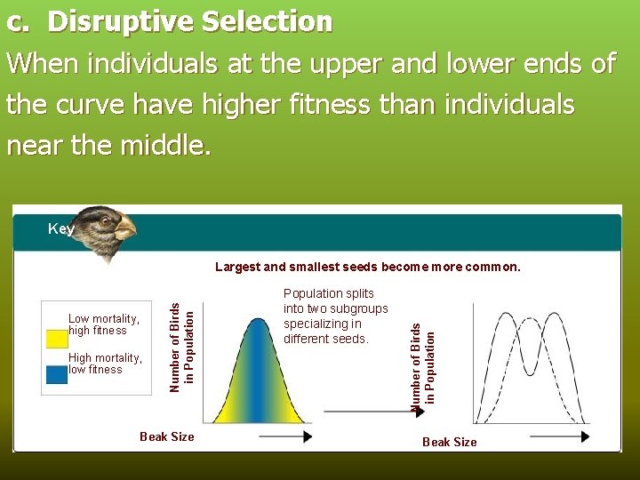 c. Disruptive Selection When individuals at the upper and lower ends of the curve