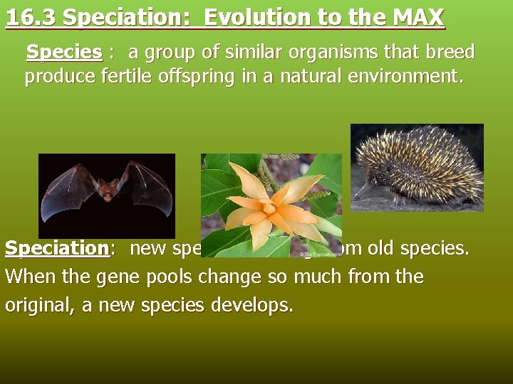 16. 3 Speciation: Evolution to the MAX Species : a group of similar organisms