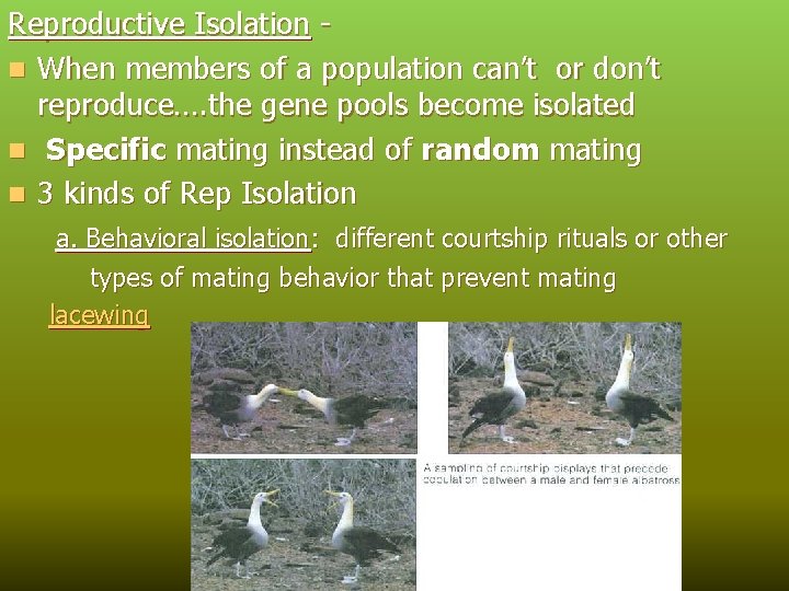 Reproductive Isolation n When members of a population can’t or don’t reproduce…. the gene