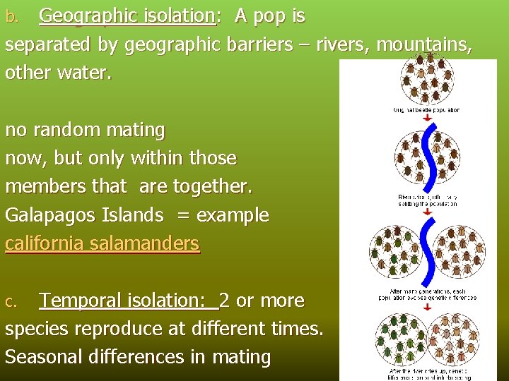 Geographic isolation: A pop is separated by geographic barriers – rivers, mountains, other water.