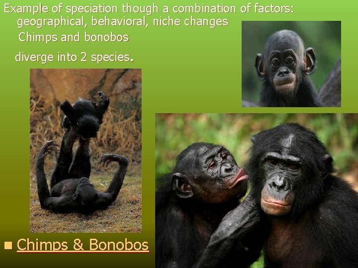 Example of speciation though a combination of factors: geographical, behavioral, niche changes Chimps and