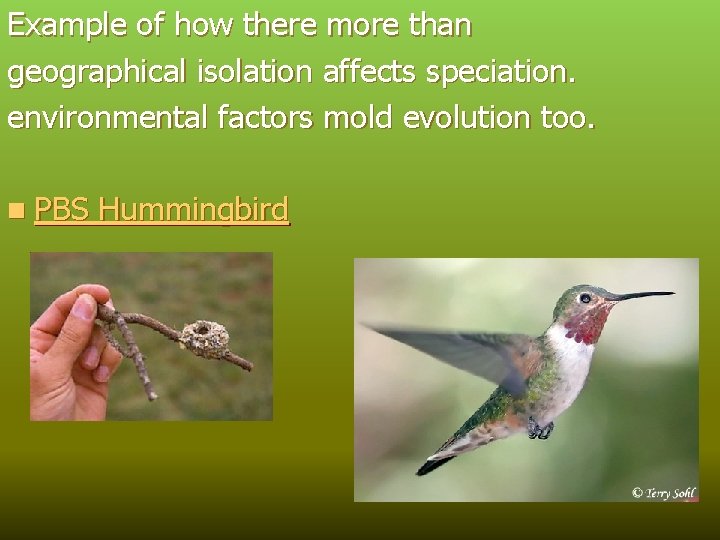 Example of how there more than geographical isolation affects speciation. environmental factors mold evolution
