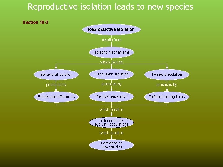 Reproductive isolation leads to new species Section 16 -3 Reproductive Isolation results from Isolating