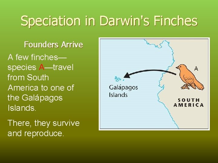 Speciation in Darwin's Finches Founders Arrive A few finches— species A—travel from South America