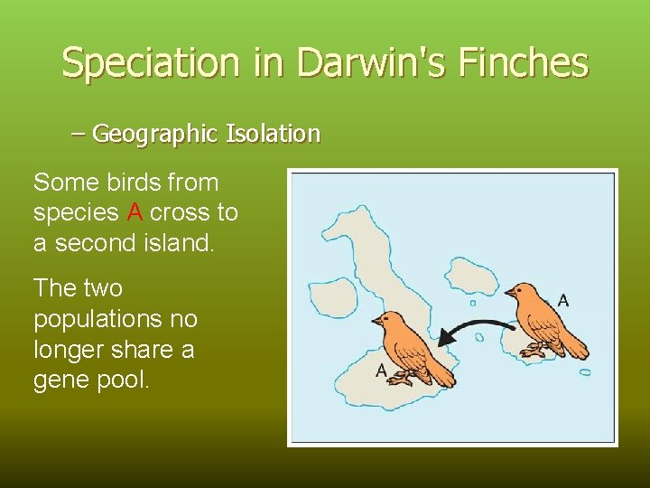 Speciation in Darwin's Finches – Geographic Isolation Some birds from species A cross to