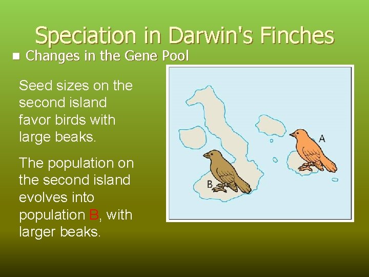 Speciation in Darwin's Finches n Changes in the Gene Pool Seed sizes on the