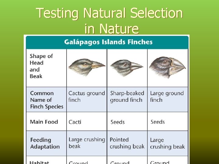 Testing Natural Selection in Nature 