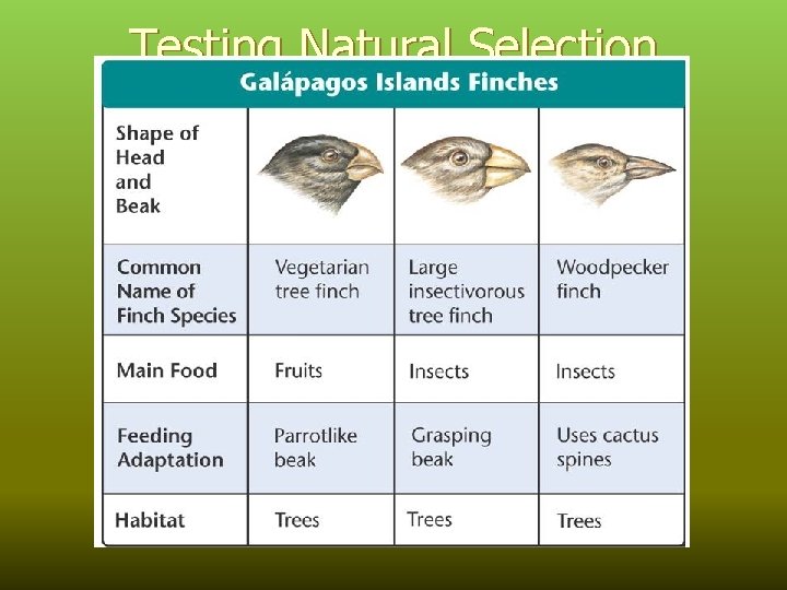 Testing Natural Selection in Nature 