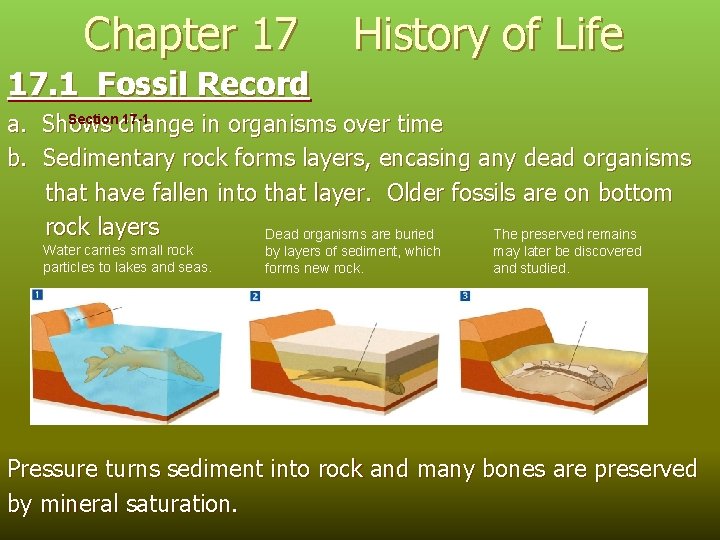 Chapter 17 History of Life 17. 1 Fossil Record Section 17 -1 a. Shows