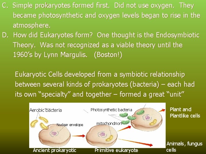 C. Simple prokaryotes formed first. Did not use oxygen. They became photosynthetic and oxygen