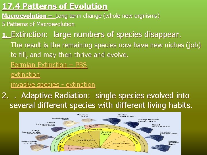 17. 4 Patterns of Evolution Macroevolution – Long term change (whole new orgnisms) 5