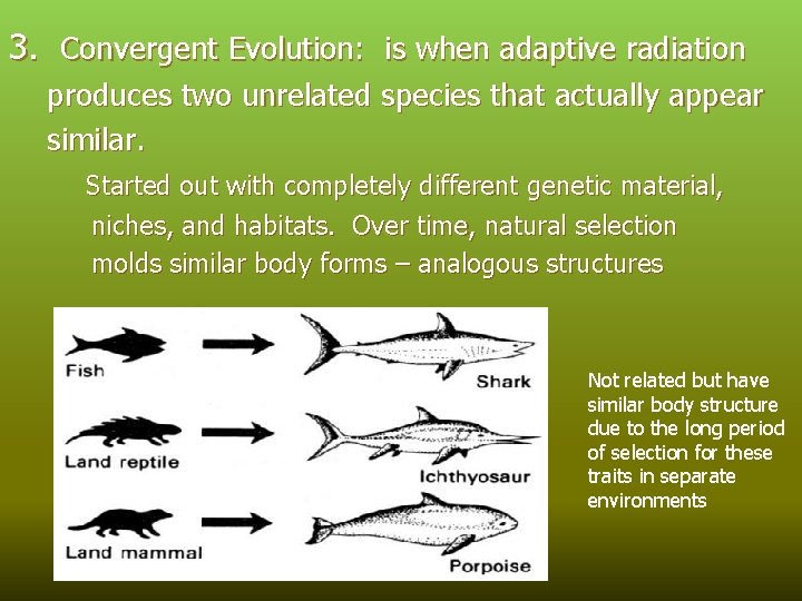 3. Convergent Evolution: is when adaptive radiation produces two unrelated species that actually appear
