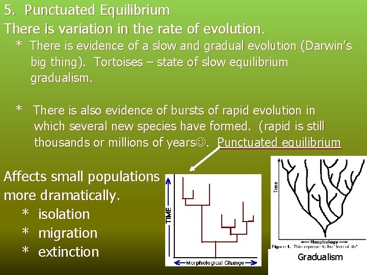 5. Punctuated Equilibrium There is variation in the rate of evolution. * There is