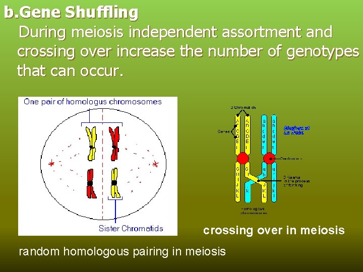 b. Gene Shuffling During meiosis independent assortment and crossing over increase the number of