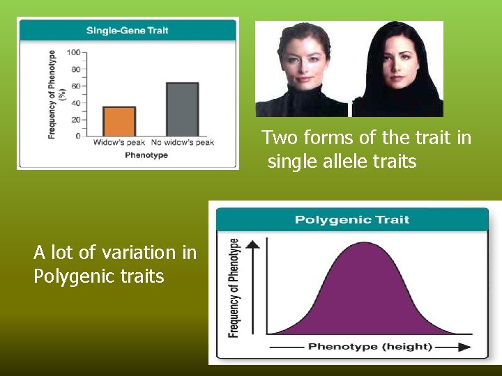 Two forms of the trait in single allele traits A lot of variation in