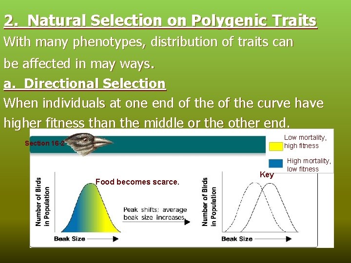 2. Natural Selection on Polygenic Traits With many phenotypes, distribution of traits can be