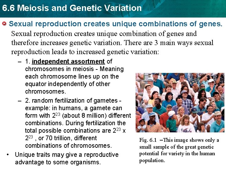 6. 6 Meiosis and Genetic Variation Sexual reproduction creates unique combinations of genes. Sexual