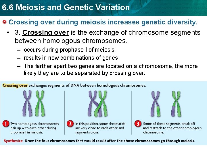 6. 6 Meiosis and Genetic Variation Crossing over during meiosis increases genetic diversity. •