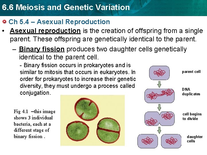 6. 6 Meiosis and Genetic Variation Ch 5. 4 – Asexual Reproduction • Asexual