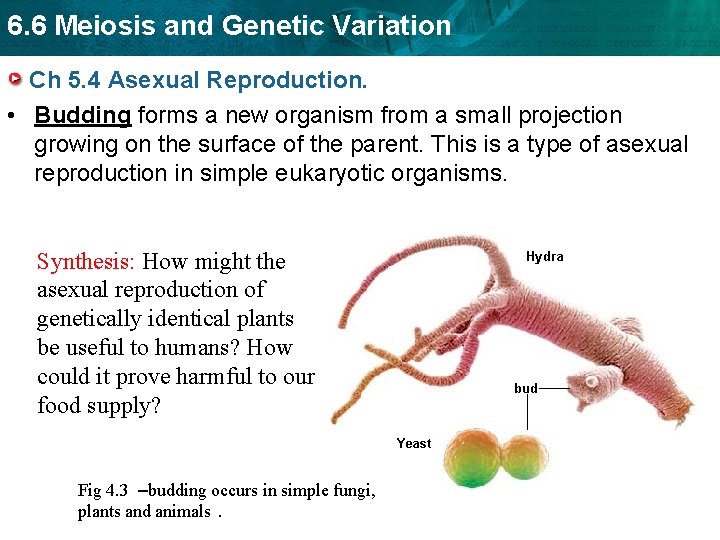 6. 6 Meiosis and Genetic Variation Ch 5. 4 Asexual Reproduction. • Budding forms