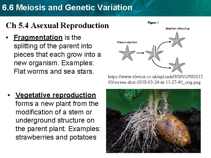 6. 6 Meiosis and Genetic Variation Ch 5. 4 Asexual Reproduction • Fragmentation is