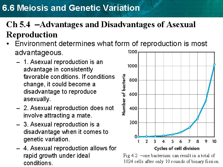 6. 6 Meiosis and Genetic Variation Ch 5. 4 –Advantages and Disadvantages of Asexual