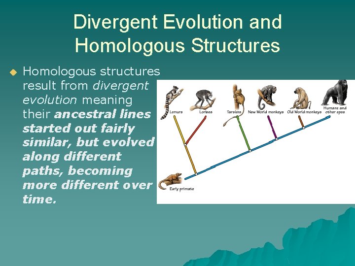 Divergent Evolution and Homologous Structures u Homologous structures result from divergent evolution meaning their