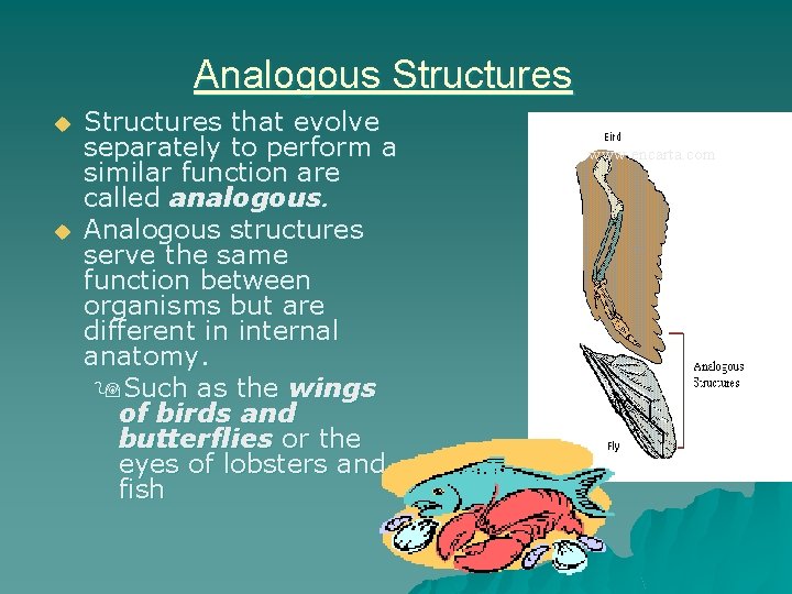 Analogous Structures u u Structures that evolve separately to perform a similar function are