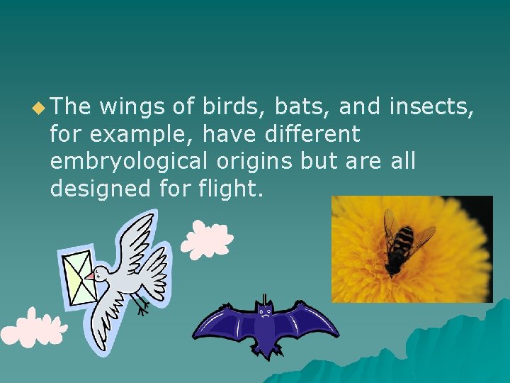 u The wings of birds, bats, and insects, for example, have different embryological origins