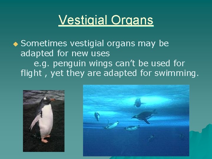 Vestigial Organs u Sometimes vestigial organs may be adapted for new uses e. g.