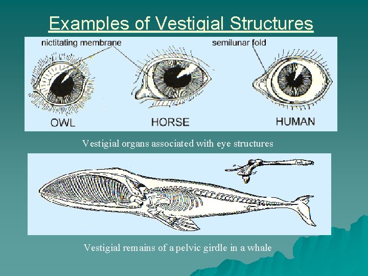 Examples of Vestigial Structures Vestigial organs associated with eye structures Vestigial remains of a